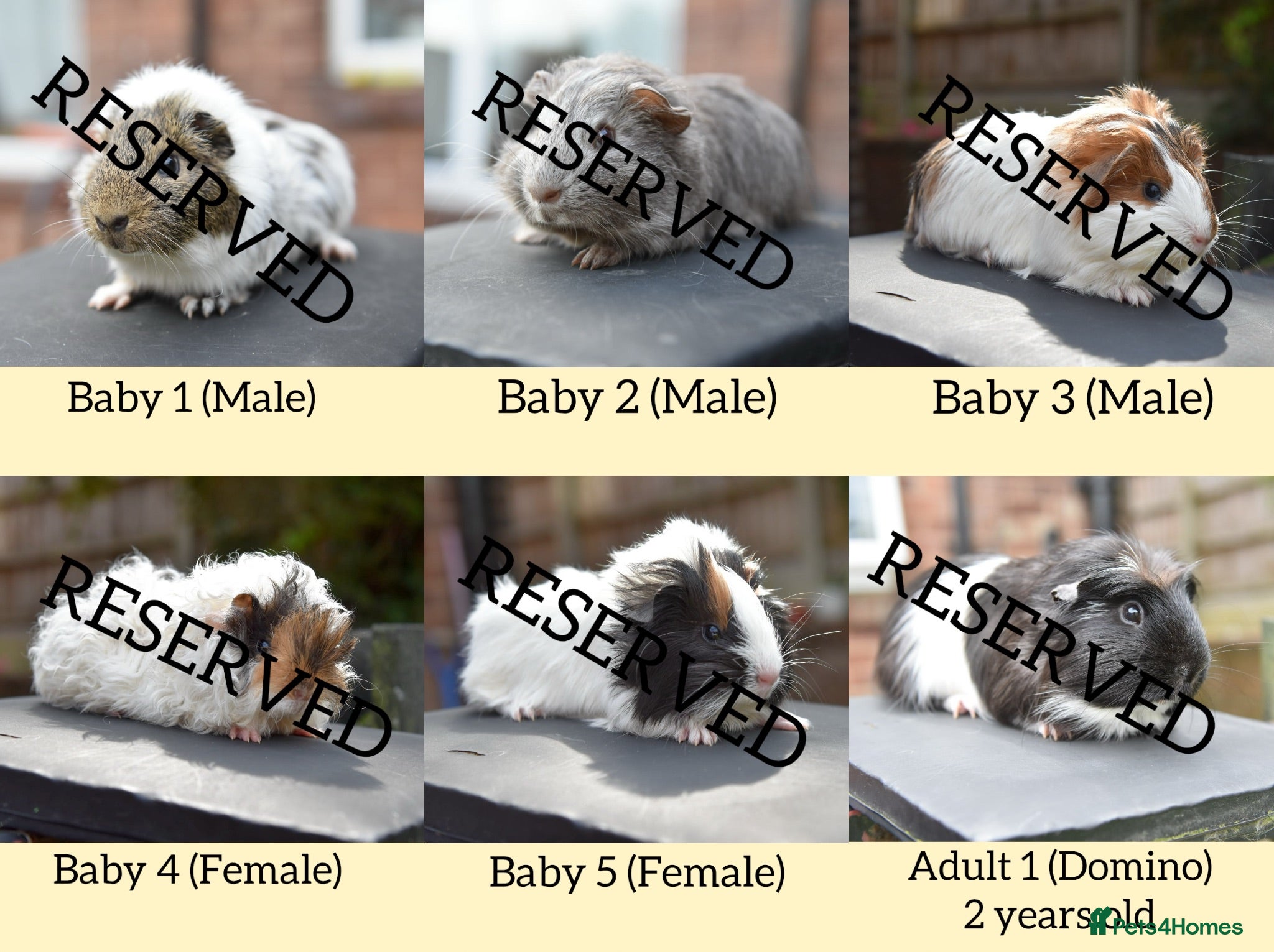 Guinea Pig rodents for sale: ⭐️ Baby Guinea Pigs Looking For New Homes⭐️ - Advert 2
