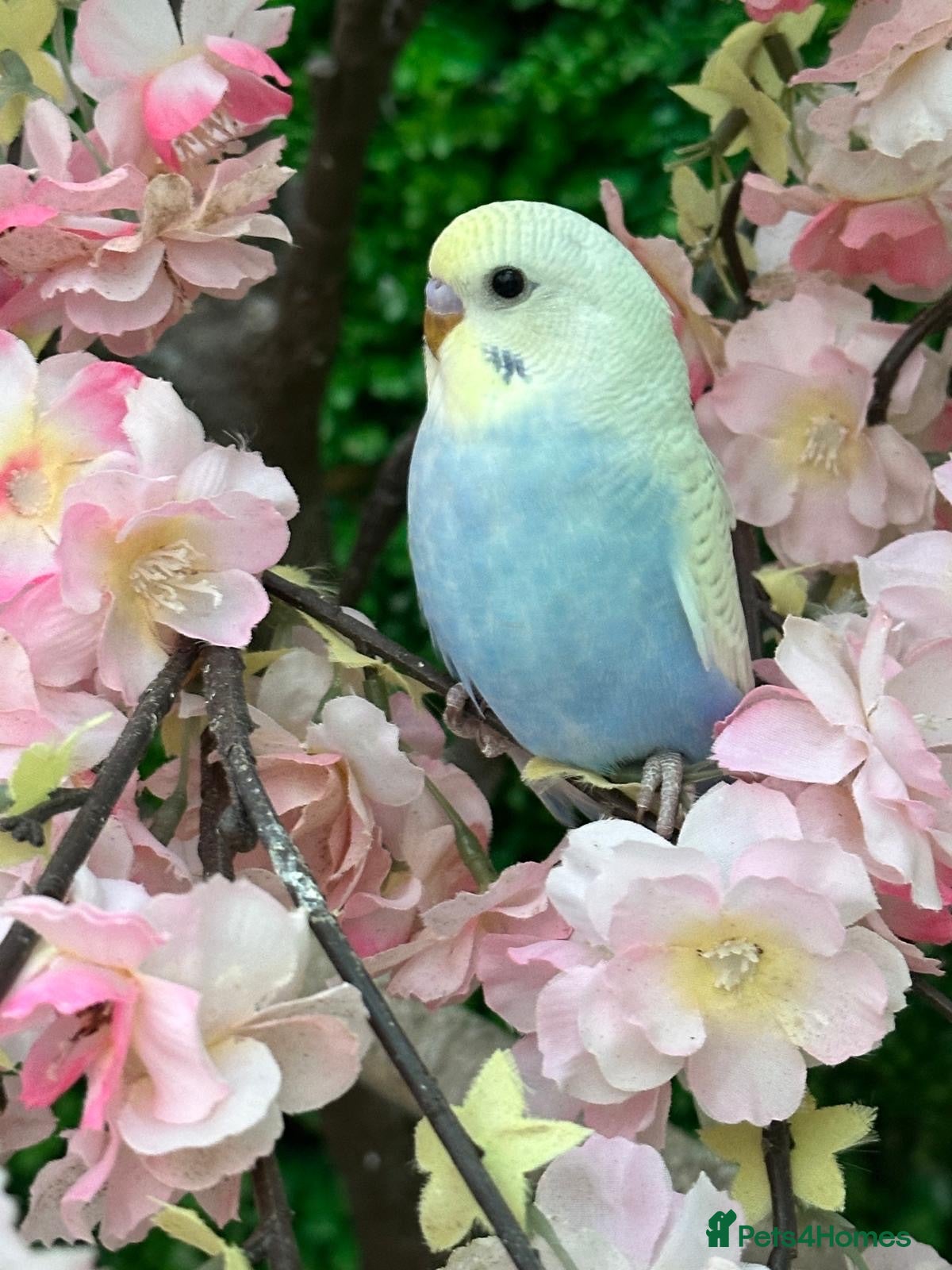 Budgerigars birds Lovely male budgies  - Advert 1