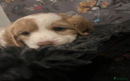 Cavapoo dogs for sale: Beautiful red and white - Advert 2