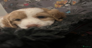 Cavapoo dogs Beautiful red and white - Advert 1