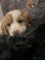 Cavapoo dogs Beautiful red and white - Advert 2