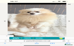 Pomeranian dogs for sale: Gorgeous KCreg female Pomeranian  - Image 2