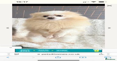 Pomeranian dogs - Advert 4