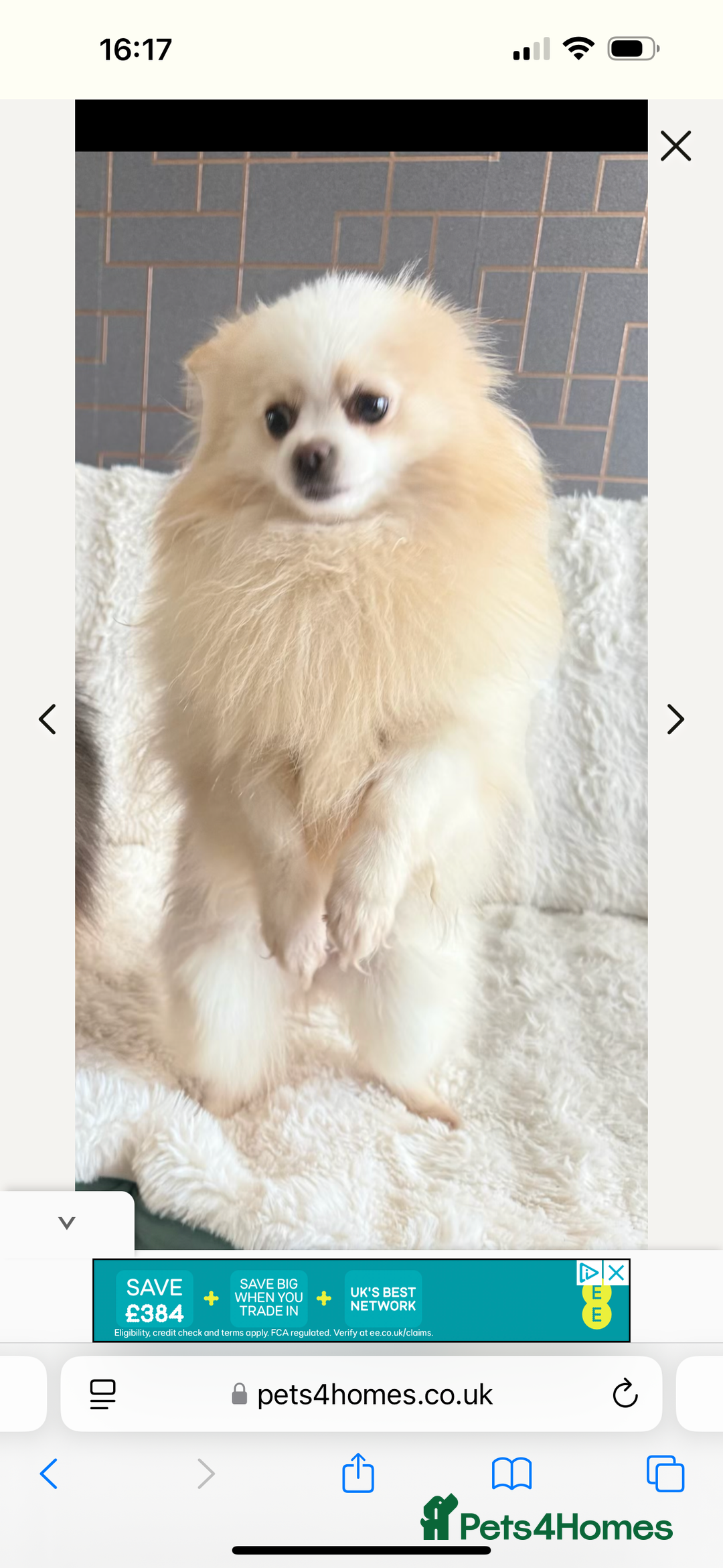 Pomeranian dogs for sale: Gorgeous KCreg female Pomeranian  - Image 2