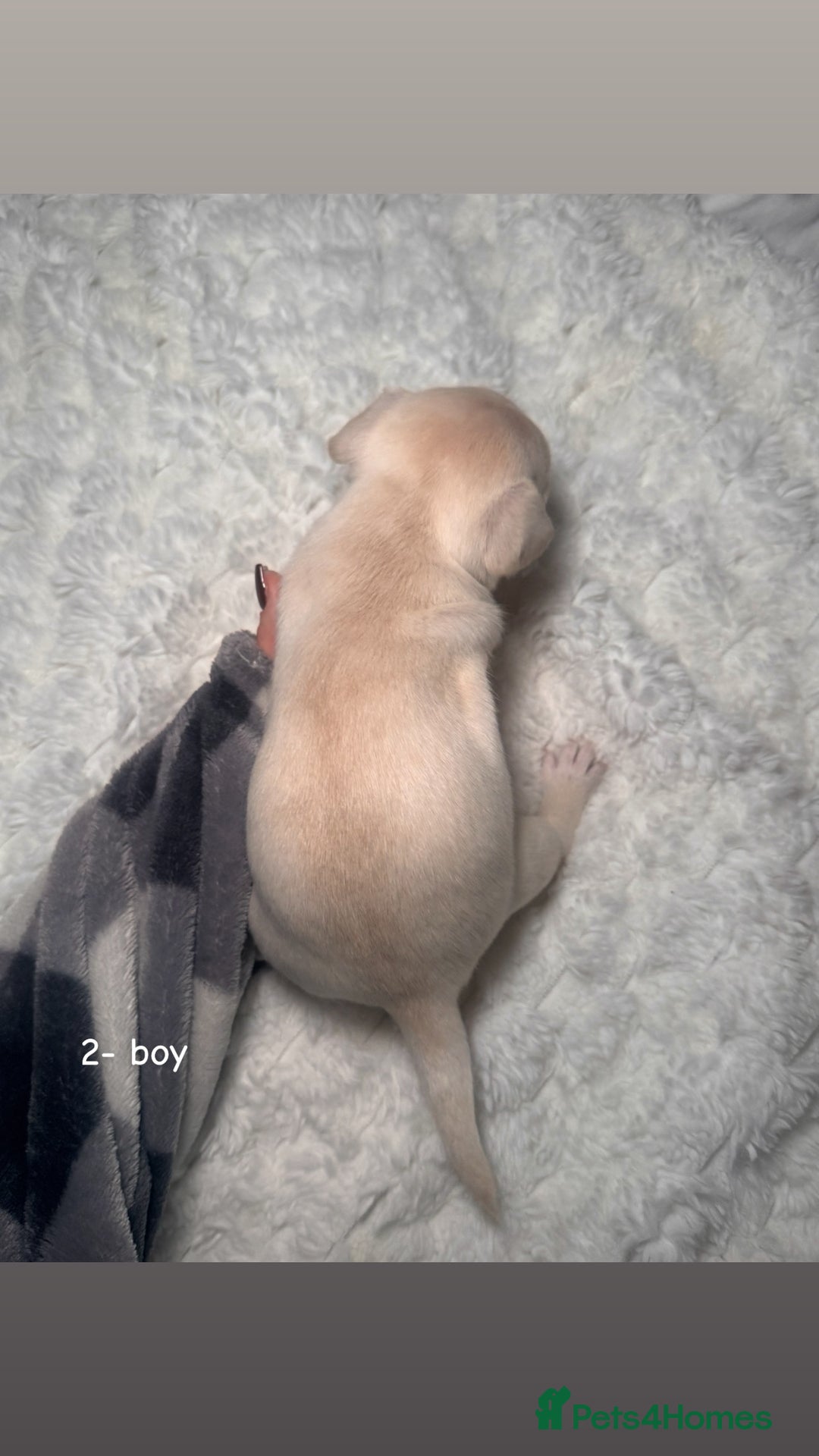 Chiweenie dogs for sale: chiweenie (dachshund x chihuahua) puppies - Image 8
