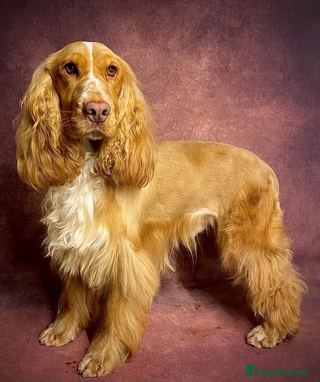 Cocker Spaniel dogs for sale: New litter of quality KC show cocker spaniels  - Advert 13