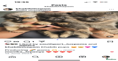 Pomeranian dogs - Advert 4