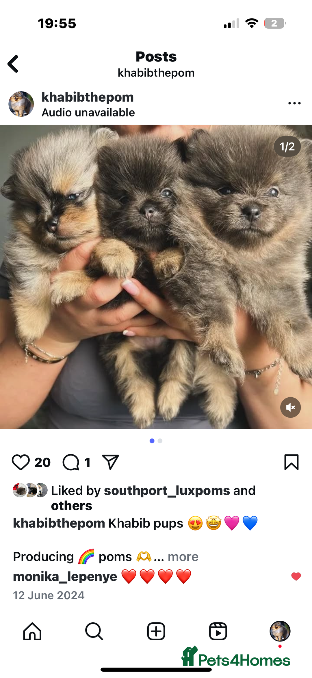 Pomeranian dogs for stud: Khabib the Pom open for stud - Image 3