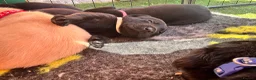 Labrador Retriever dogs for sale: 🐾 Kc reg labrador puppies 🐾  in Beccles - Advert 12