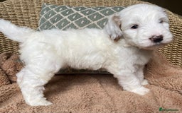 Double Doodle dogs for sale: Gorgeous Australian Double Doodle Pups - Image 9