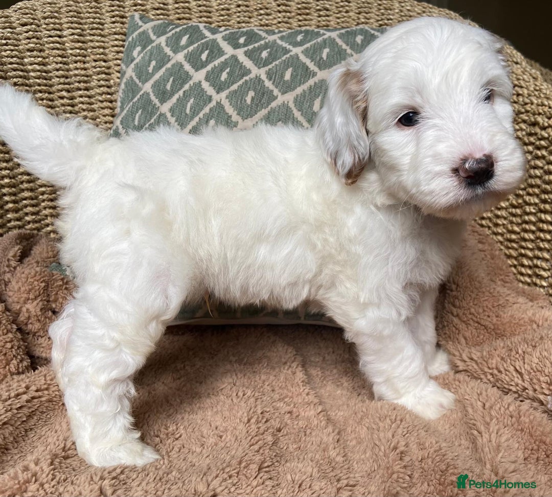 Double Doodle dogs for sale: Gorgeous Australian Double Doodle Pups - Image 9