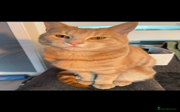 American Shorthair cats for sale: 2 cats for sale  - Image 1