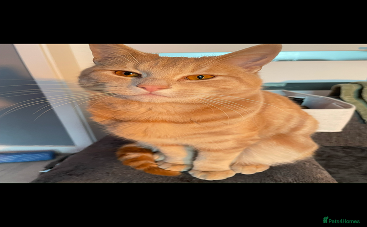 American Shorthair cats - Advert 1