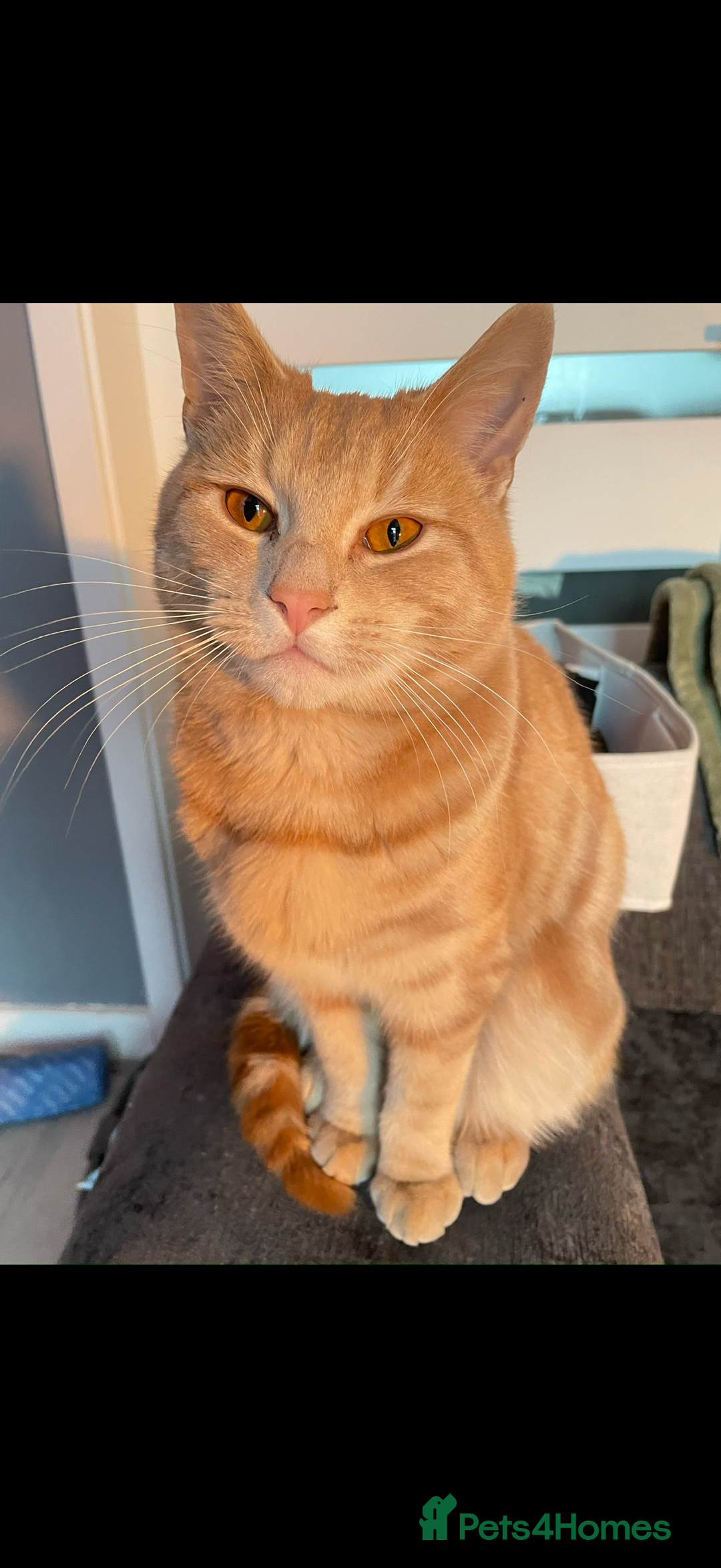 American Shorthair cats for sale: 2 cats for sale  - Image 1