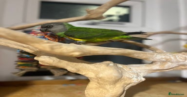 Budgerigars birds - Advert 13