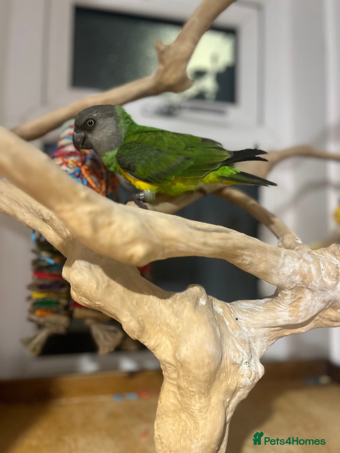 Budgerigars birds for sale: Baby Senegal for sale tame - Image 3