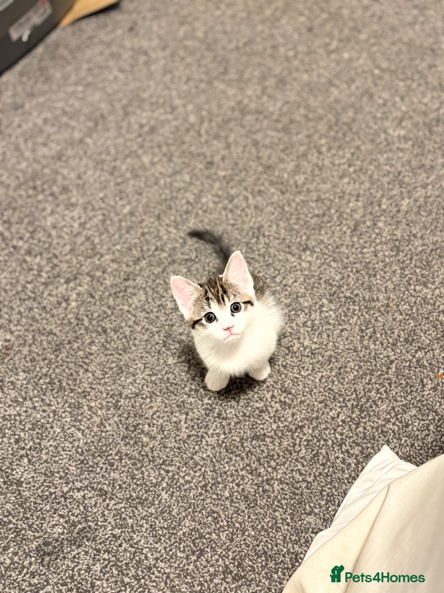 Mixed Breed cats Very cute kitten . - Advert 2