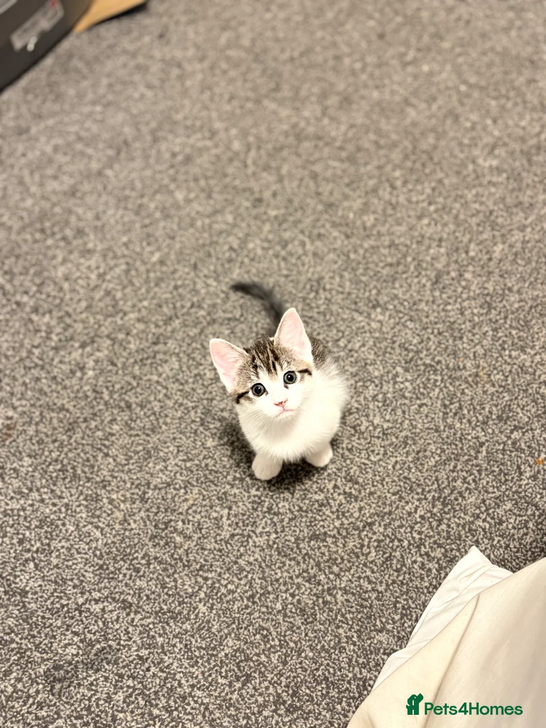 Mixed Breed cats for sale: Very cute kitten . in Manchester - Advert 1