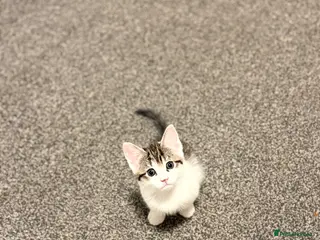 Mixed Breed cats Very cute kitten . - Advert 2