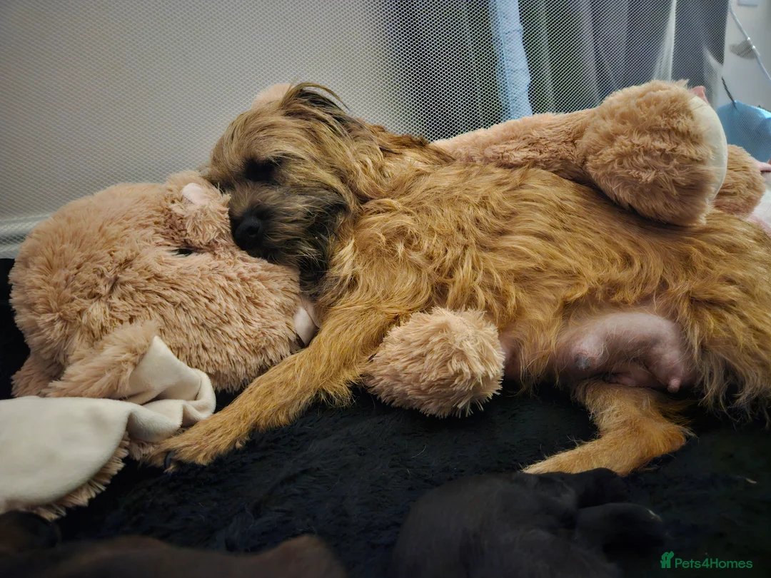 Mixed Breed dogs for sale: 4 beautiful pups for sale - Advert 2