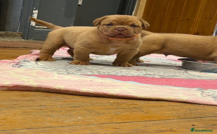 Dogue De Bordeaux dogs - Advert 1