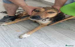 Mixed Breed dogs for adoption: LOLITA, a Superb young Girl - for a Loving HOME - Image 17