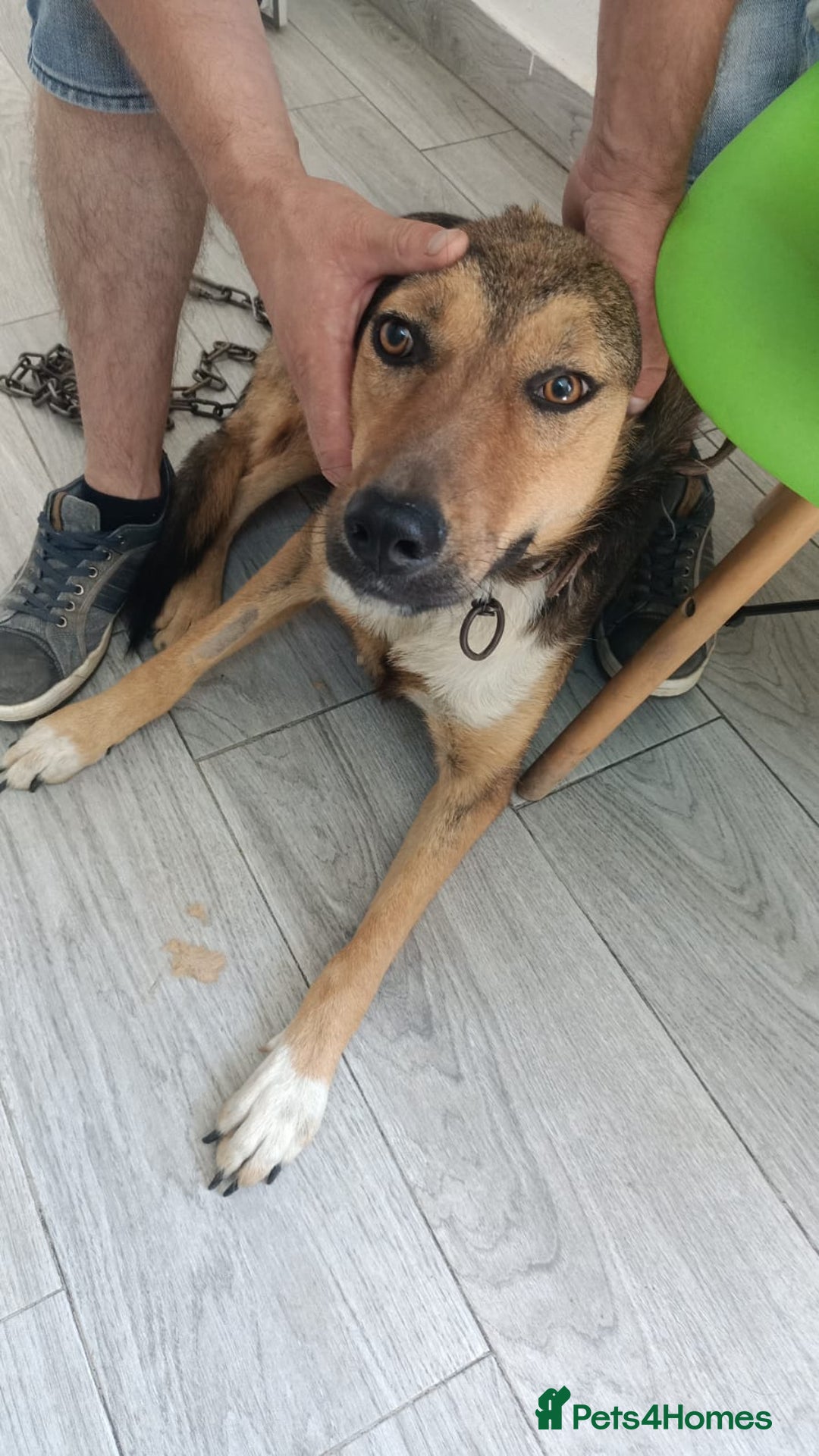 Mixed Breed dogs for adoption: LOLITA, a Superb young Girl - for a Loving HOME - Image 17