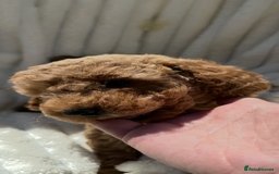 Cockapoo dogs for sale: Mini Cockapoo Puppies Kent - Image 12