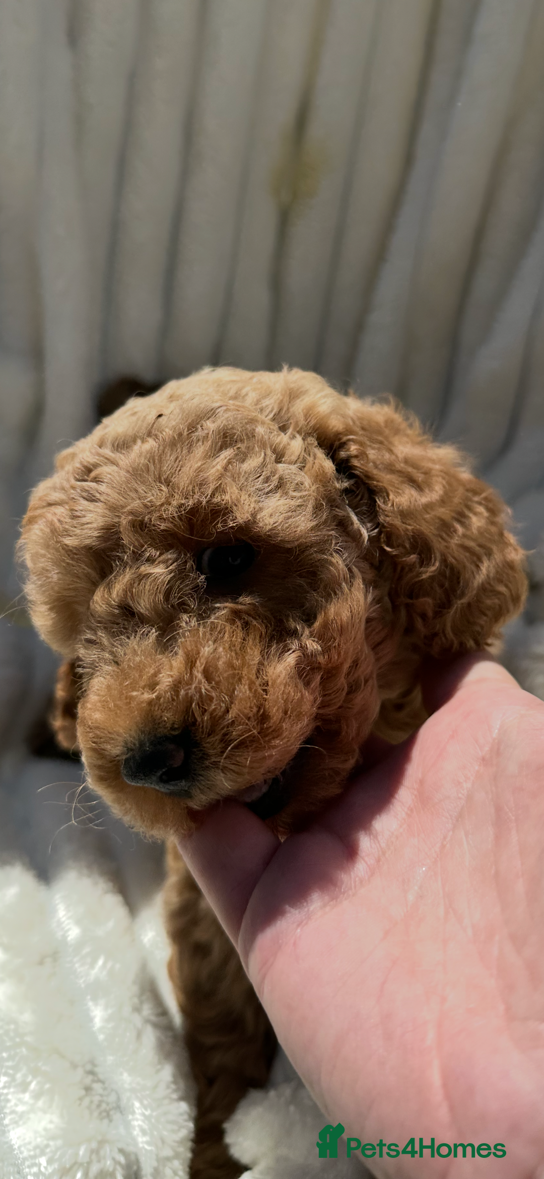 Cockapoo dogs for sale: Mini Cockapoo Puppies Kent - Image 12