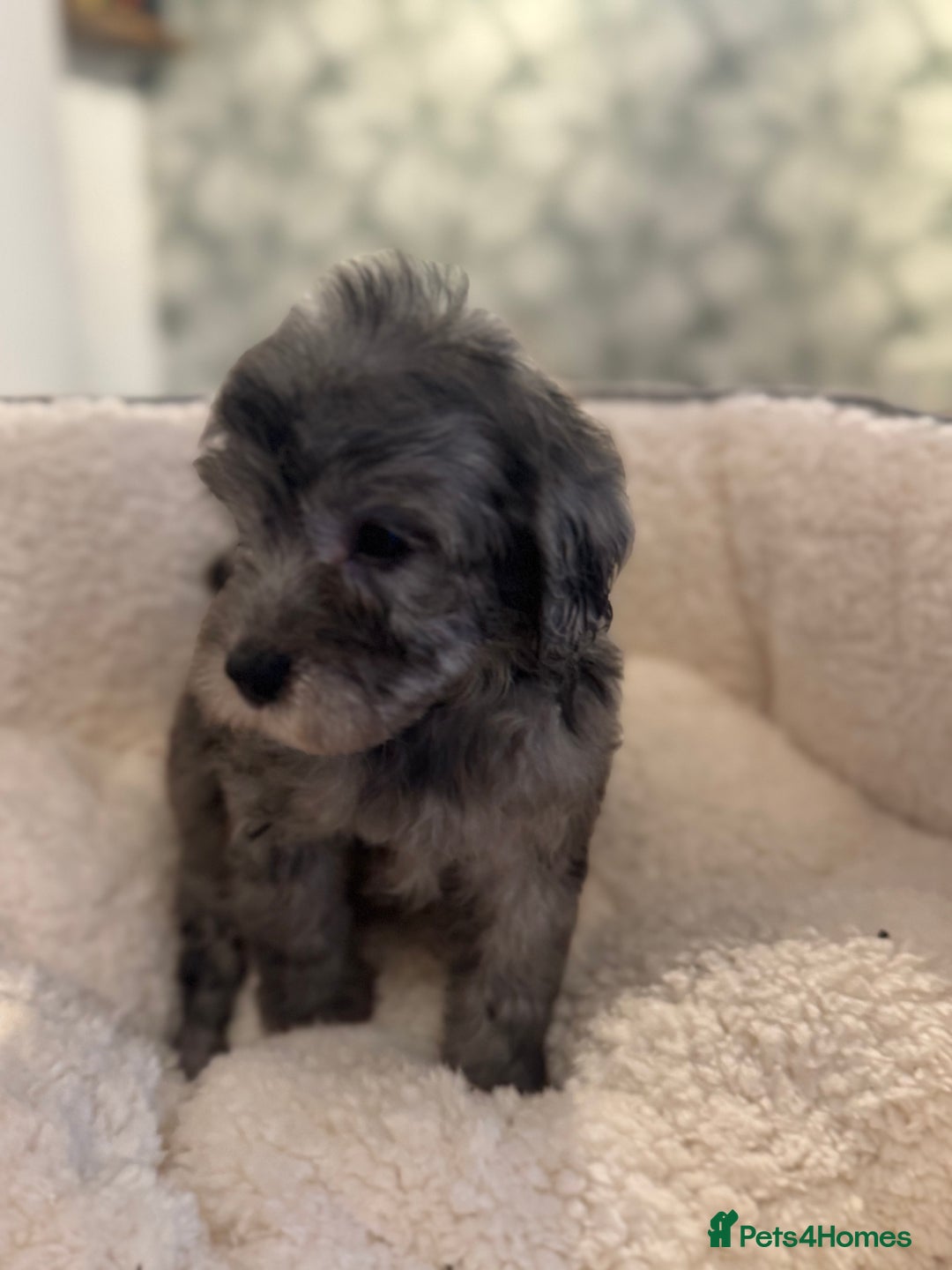 Cockapoo dogs for sale: 🌟 ADORABLE Cockapoo puppies 🌟 ready to leave 🐾 - Image 19