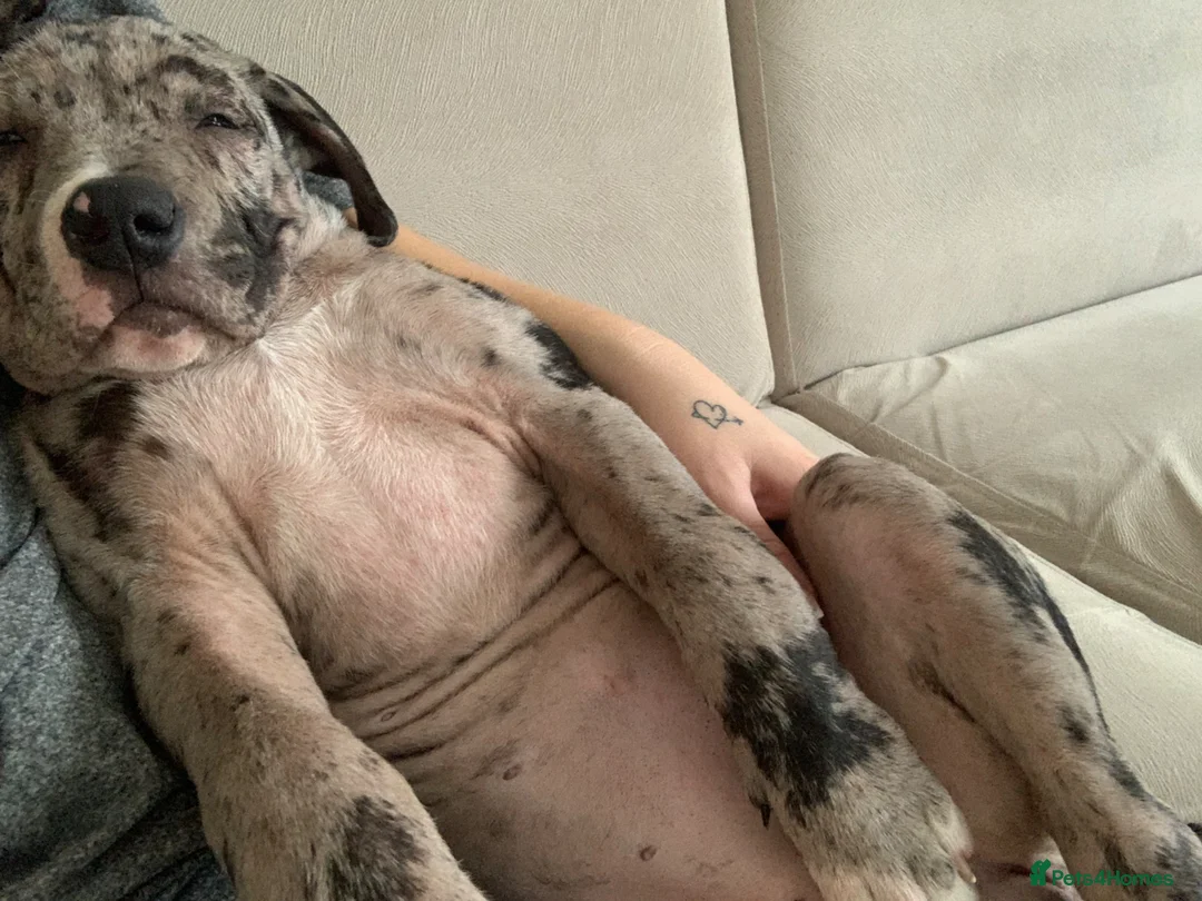 Mixed Breed dogs for sale: Alicia  in London - Advert 2