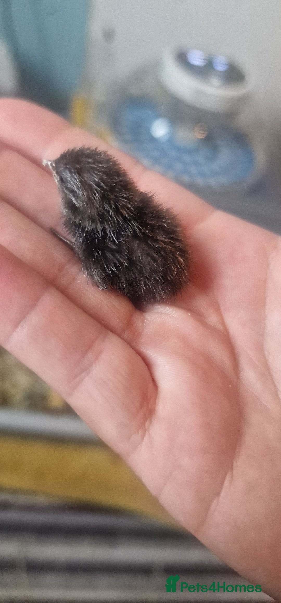 Quail poultry for sale: Chinise painted quail  - Image 5
