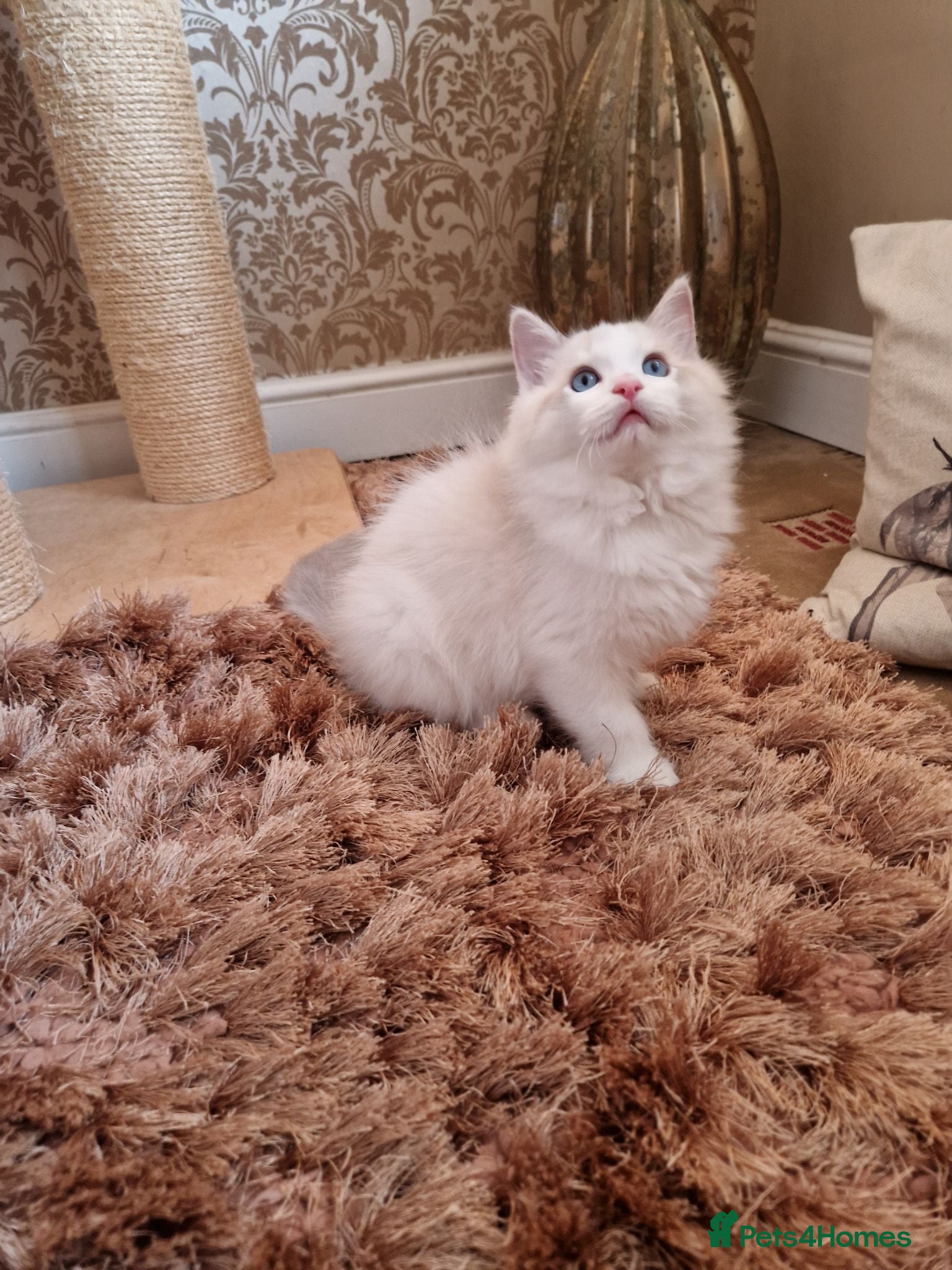 Ragdoll cats Show quality Ragdoll kittens - Advert 2