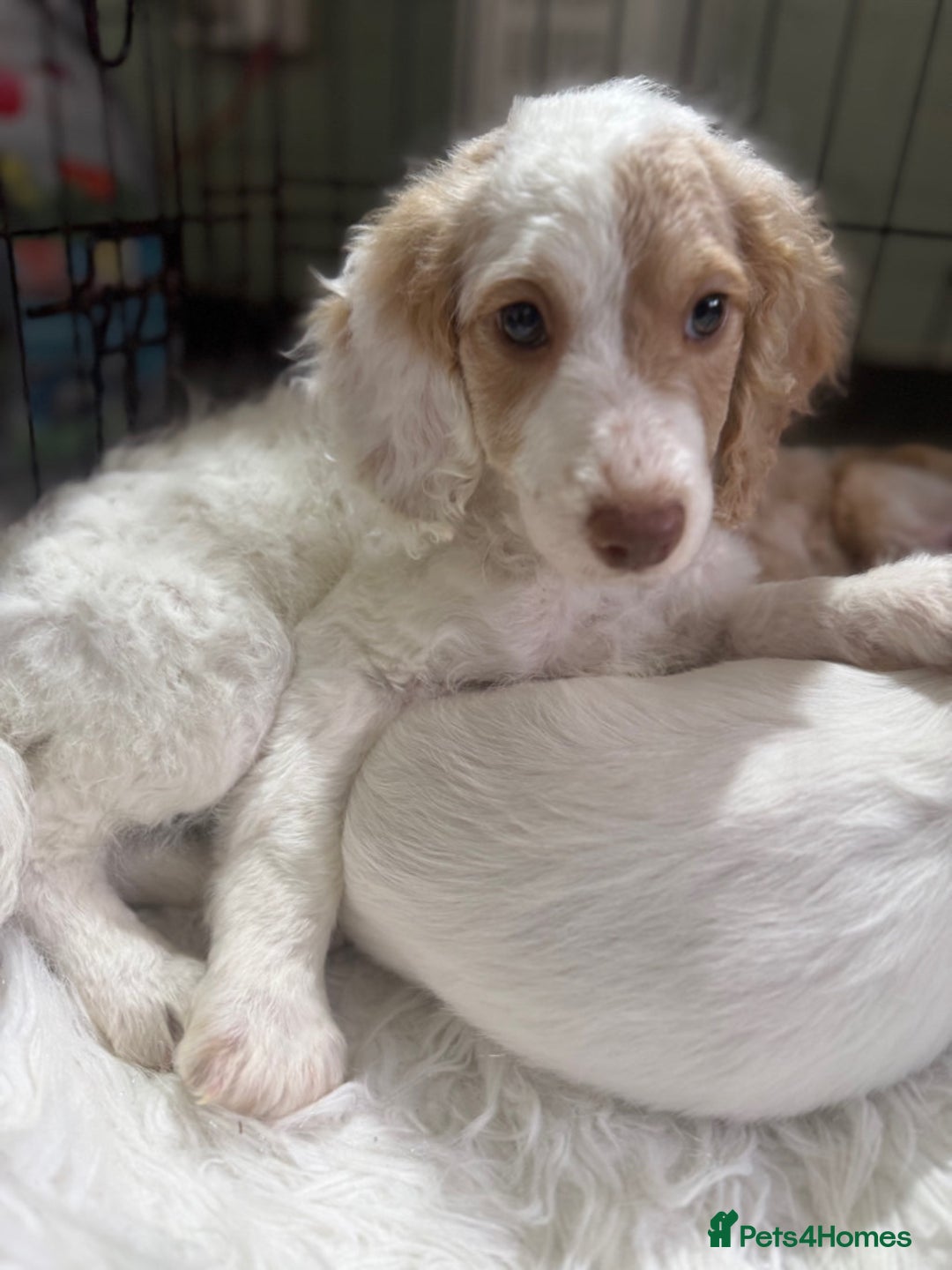 Cockapoo dogs for sale: F1b Cockapoo puppies - Advert 12