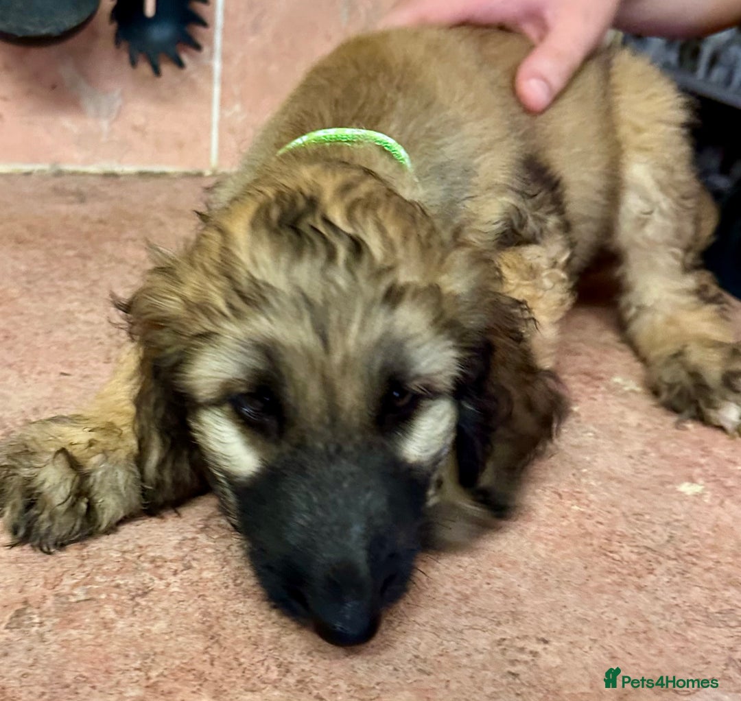 Afghan Hound dogs for sale: Afghan Hound Litter  - Image 4