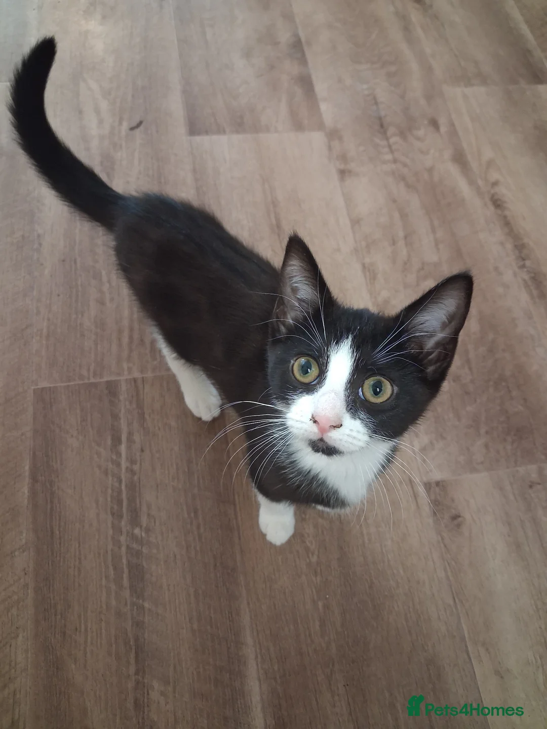 British Shorthair cats for sale: 2 x Cats For Rehoming, 1 x Boy 1 x Gurl in Colchester - Advert 2