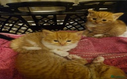 Domestic Shorthair cats for sale: Kittens for sale - Image 11