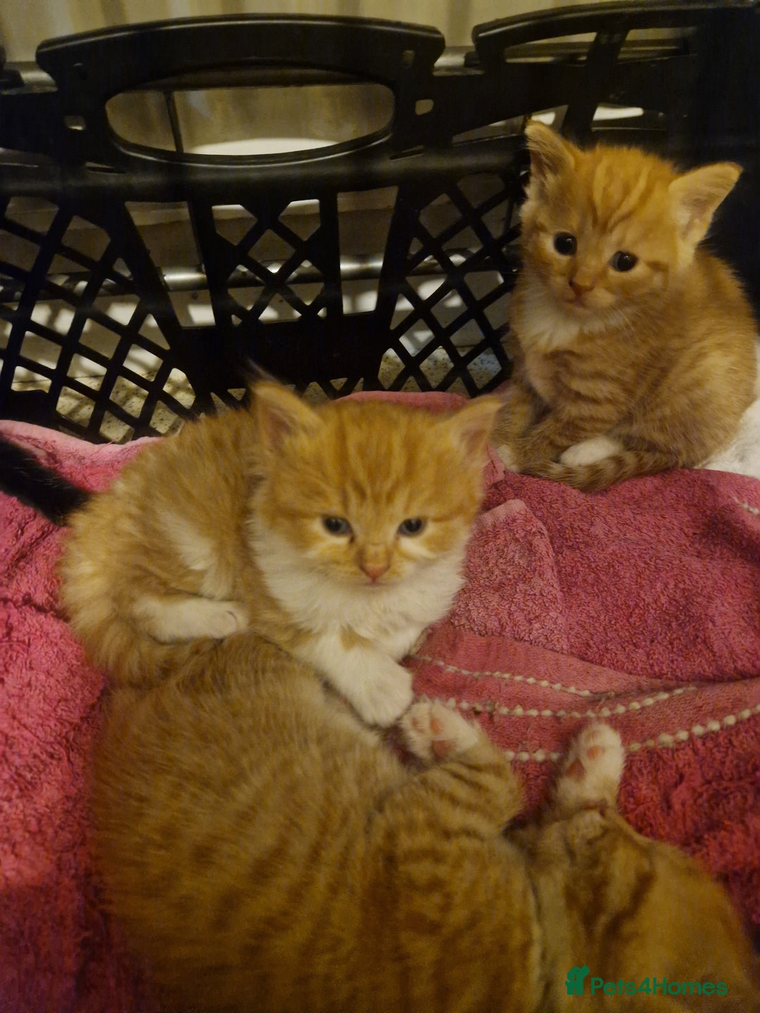 Domestic Shorthair cats for sale: Kittens for sale - Image 11