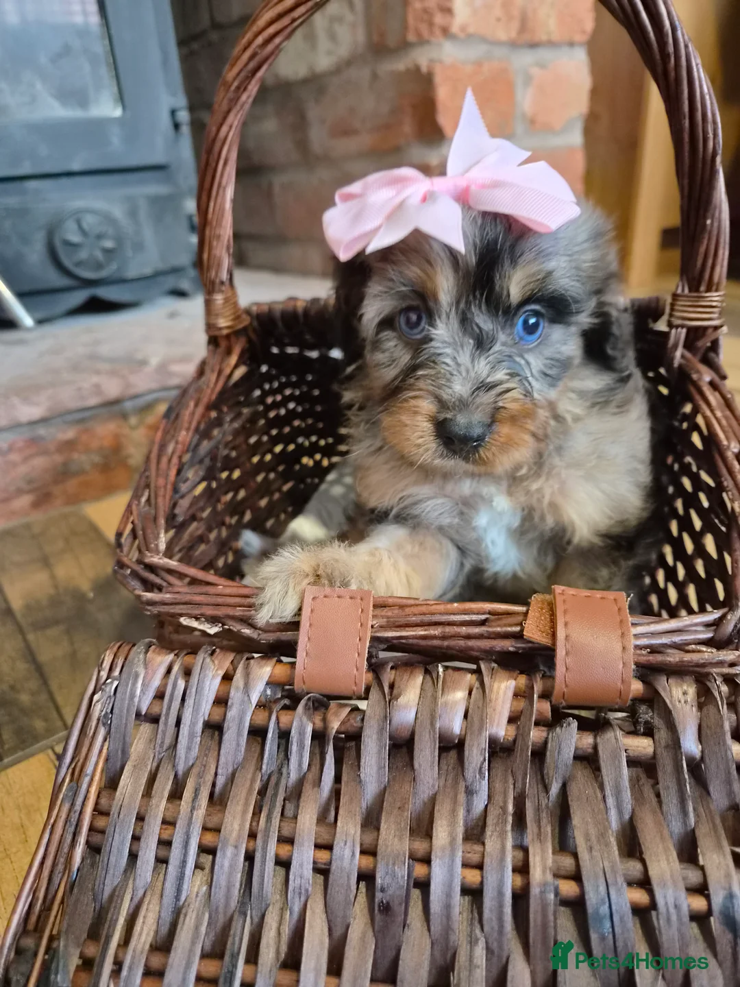 Cavapoo dogs for sale: Health tested F1 cavapoo puppies  - Advert 6