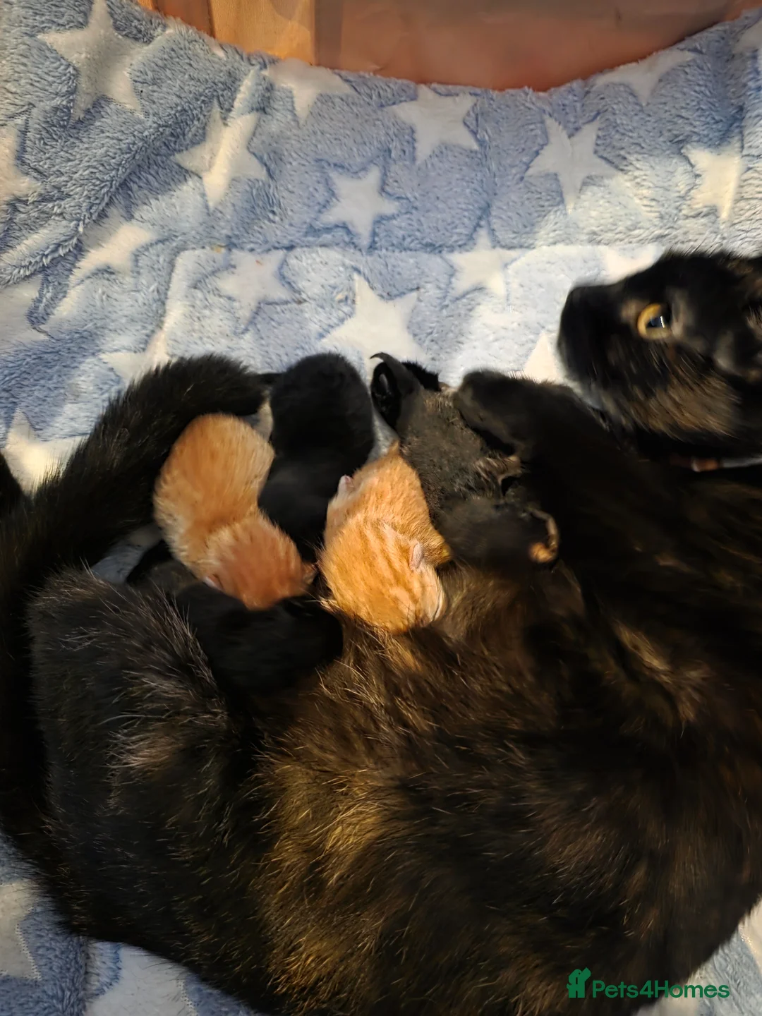 Mixed Breed cats for sale: Ginger boy - Advert 2