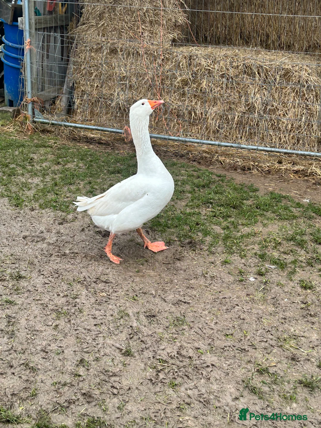 Geese poultry for sale: Emden Geese, 3 Geese, 1 Gander - Advert 3