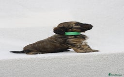 Mixed Breed dogs for sale: Havatoodle Pups - Image 2
