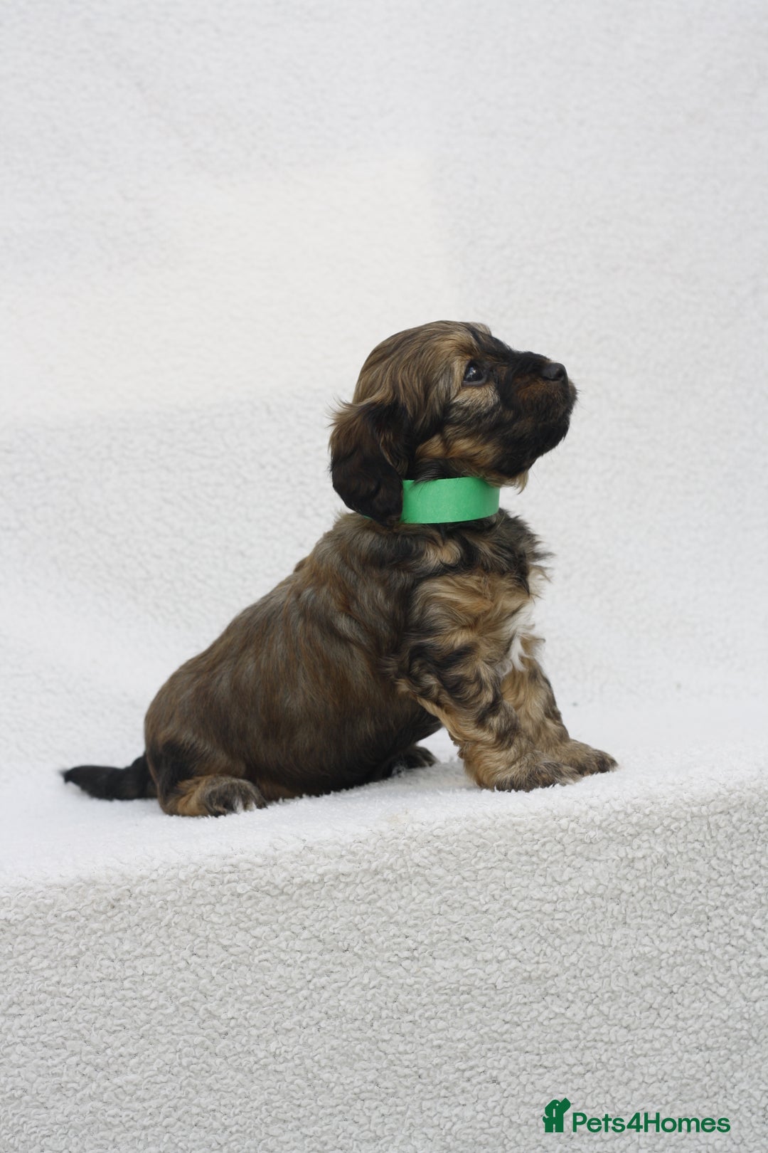 Mixed Breed dogs for sale: Havatoodle Pups - Image 2