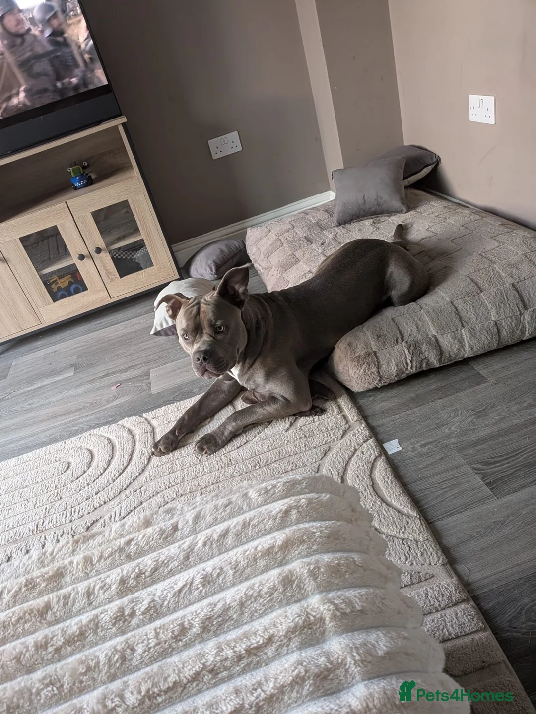 Mixed Breed dogs for stud: Big chiefo - Advert 10