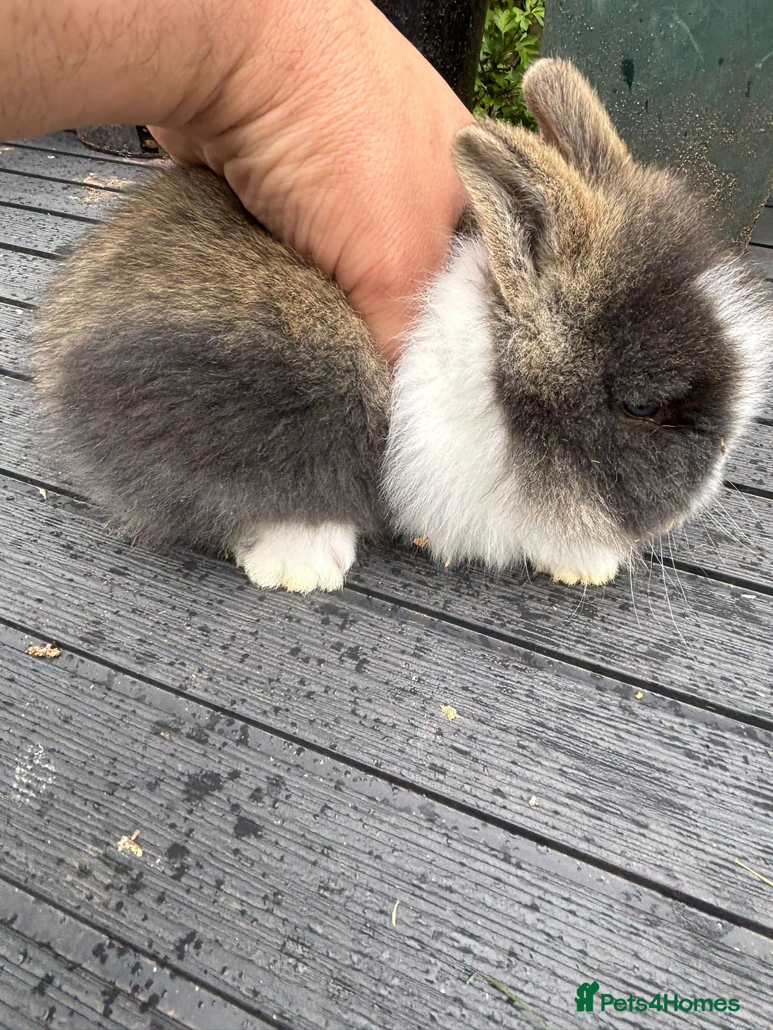 Lionhead rabbits Double Main Lionhead Baby Girl Bunny - Advert 16