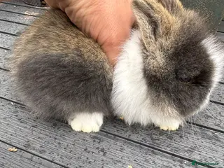 Lionhead rabbits Double Main Lionhead Baby Girl Bunny - Advert 16