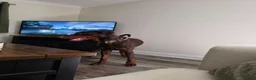 Dobermann dogs for sale: Potential 5* dobermann just needs a stable home - Advert 5