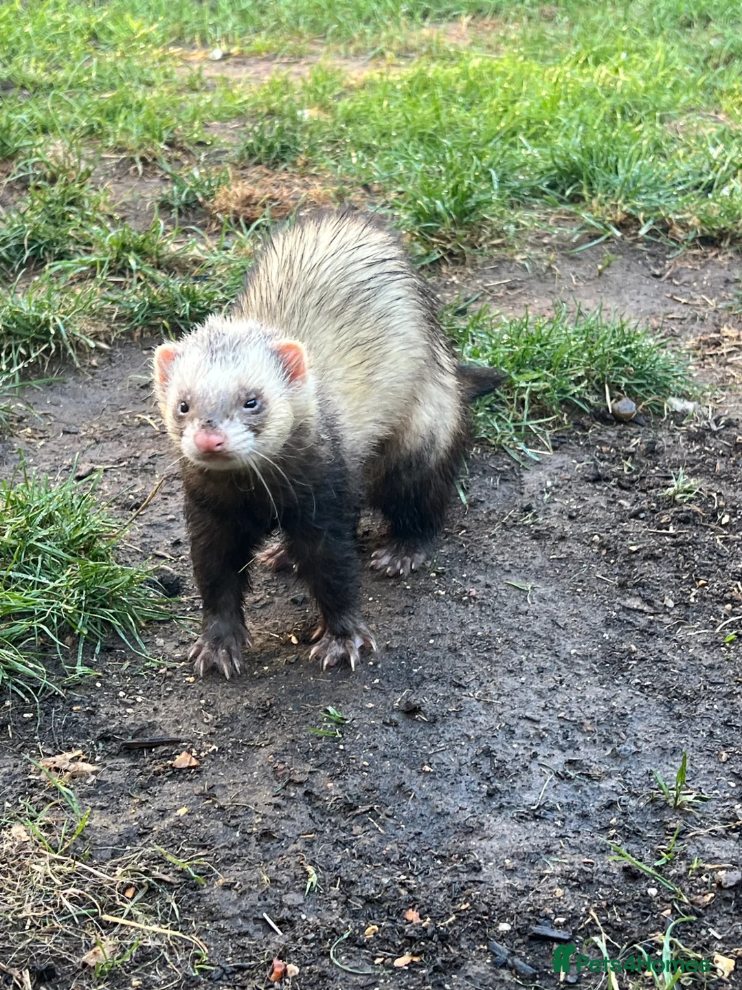 Ferret rodents for sale: Male ferret  - Advert 1