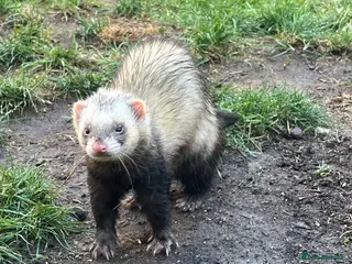 Ferret rodents Male ferret - Advert 2