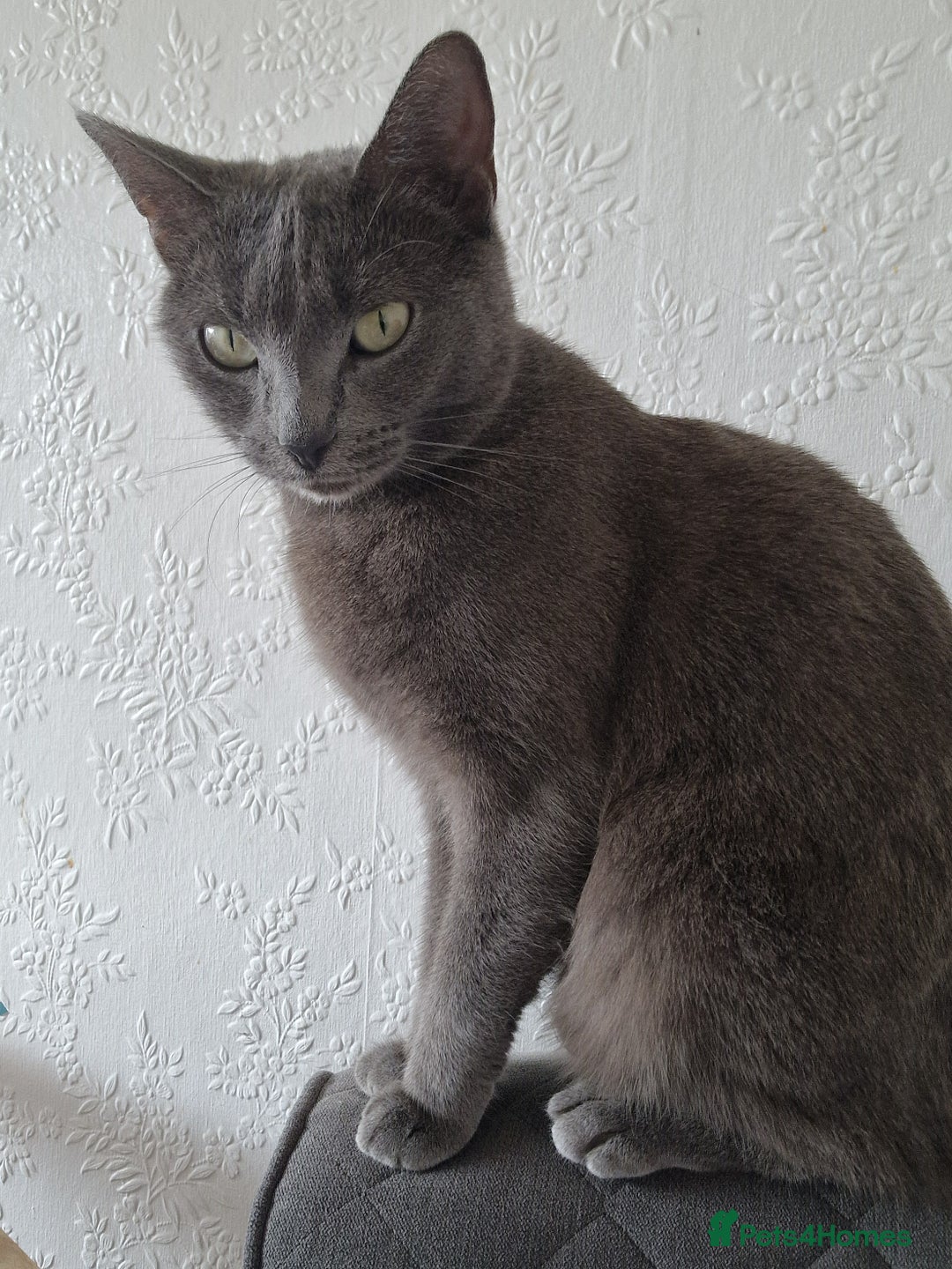 Domestic Shorthair cats for sale: FREE  in Liverpool - Image 2